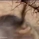 فیلم نبرد شگفت‌انگیز میمون بابون و کروکودیل