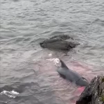 فیلم / خودکشی دسته‌جمعی نهنگ‌ها
