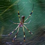 مایکرو سافاری چیست؛ ترند جدید گردشگری حیات‌وحش در سال ۲۰۲۵