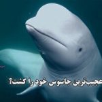 واعظی: کاسبان فیلترینگ مانع آزادی اینترنت هستند