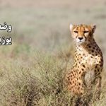 تهران/ مرگ مرد جوان در اثر مصرف مشروبات الکلی تقلبی