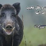 چرا مصرف مواد غذایی حاوی کلسیم مهم است؟