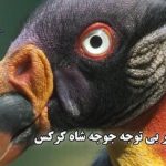 آیا موتورسیکلت های برقی می‌توانند با موتورسیکلت های گازسوز رقابت کنند؟