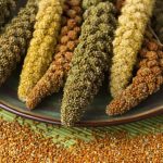 کشت ارزن؛ چگونه عصر برنز را متحول کرد؟
