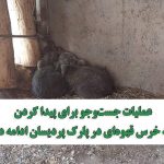 عملیات جست‌وجو برای پیدا کردن توله خرس قهوه‌ای در پارک پردیسان ادامه دارد