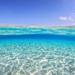 اگر زندگی دریایی ناپدید شود چه می‌شود؟ بررسی علمی یک سناریوی ترسناک