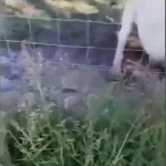 فیلم لحظه دریدن دست مرد توسط شیر