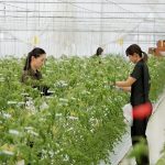 ژاپن چگونه با فناوری، بحران غذا و کمبود آب را به فرصت تبدیل کرد؟(+عکس)