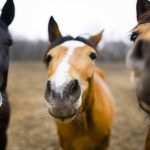 کشف DNA اسب منقرض‌شده شونینگن در کنار نیزه چوبی باستانی