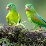 چگونه طوطی‌های مونک با شناخت تدریجی دوستی می‌سازند