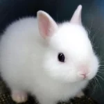 لحظه‌هایی از آرامش از ناز خرگوش تا سکوت میمون‌ ها