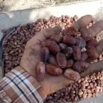 گرانی ۶۰ درصدی خرما در پی کاهش تولید و فروش عمده کشاورزان