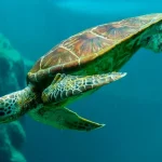 پاکیزگی لاک رمز بقا در زندگی لاک‌پشت‌ها + فیلم