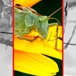 فیلم / حقیقت جالب درباره شنوایی ملخ