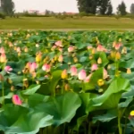 فیلم تالاب نیلوفر آبی بابلسر مازندران