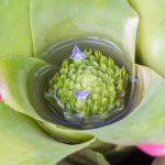 کشف یک همکاری پنهان در جنگل‌ها