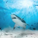 الگوی شگفت‌انگیز انقراض کوسه‌ها و سفره‌ماهی‌ها