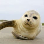 شگفتی‌های شیر فک خاکستری و تنوع بی‌سابقه قندهای آن