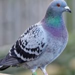 راز قطب‌نمای پنهان کبوترها در گوش داخلی