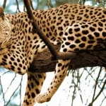 استتار حیرت‌انگیز پلنگ بر بلندای درخت + فیلم