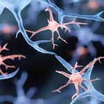 کاهش کالری و کند شدن پیری مغز | تأثیر رژیم کم‌کالری بر سلامت مغز