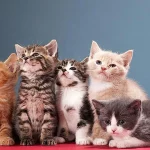 شیطنت‌های بانمک بچه‌گربه‌ها در خانه + فیلم